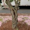"rotted" cherry tree in Cordaville Park (photo contributed by John Kendall)