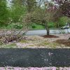 "rotted" cherry tree in Cordaville Park (photo contributed by John Kendall)