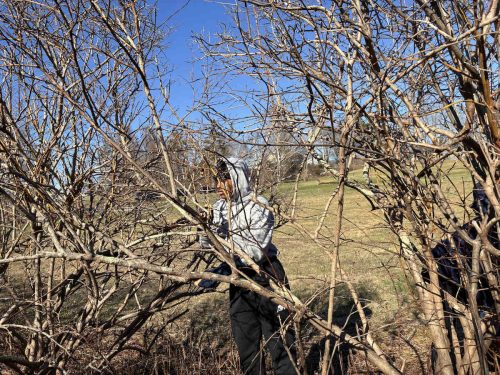 Bleu battling the invasives (contributed photo)
