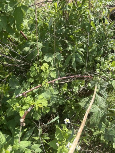 Multiflora Rose (contributed photo)