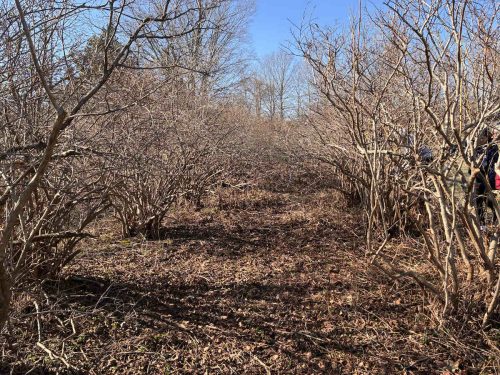 Native Blueberry Bushes on First Day (contributed photo)