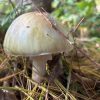 Amanita or “Death cap“ poison mushroom (contributed by Debbie Costine)