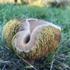 Boletus. Ascot hat.(contributed by Debbie Costine)