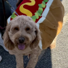 Even dogs got into the costume fun (photo by Beth Melo)