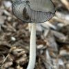 Hare's Foot Ink cap (contributed by Debbie Costine)