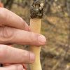 Stinkhorn mushroom at BEALS (contributed by Debbie Costine)